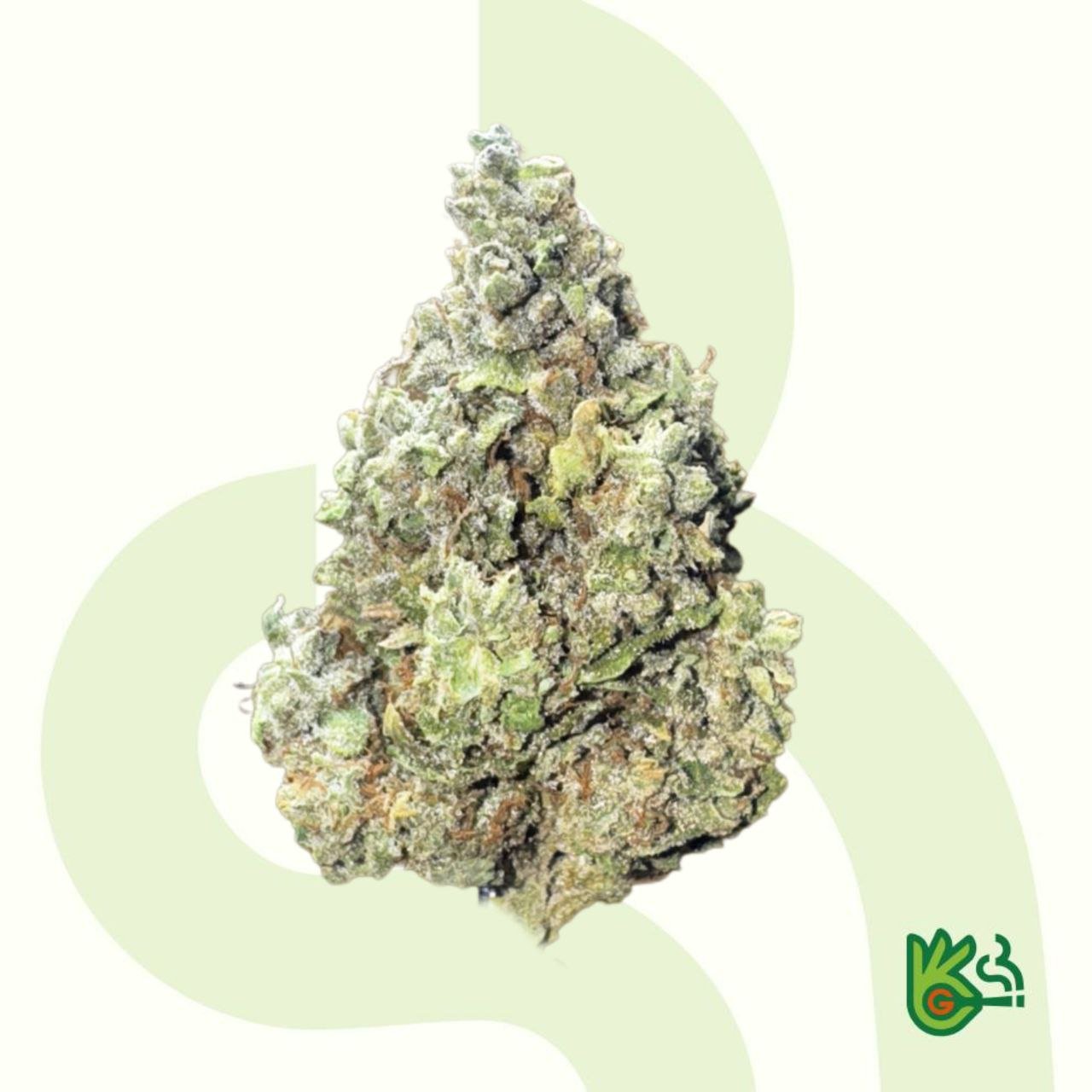 Chocolope Haze